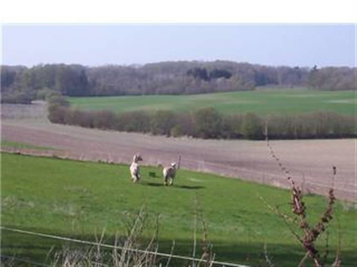 Fjordhest Mickey - På fold billede 14