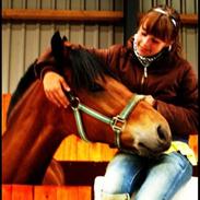 New Forest Konrad Kohave {RIP}