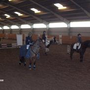 New Forest Littelsun (solgt)