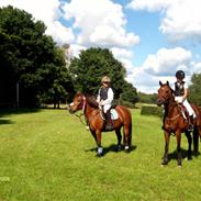 New Forest Littelsun (solgt)