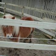 Shetlænder Peribell solgt