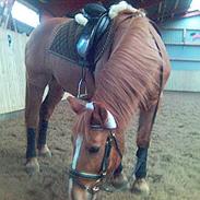 Anden særlig race Super Mario 