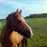 Anden særlig race Super Mario 