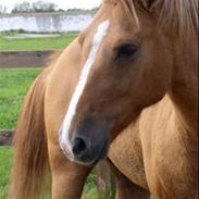 Anden særlig race Super Mario 