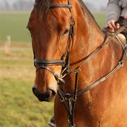 Trakehner La Vie Lion R.I.P