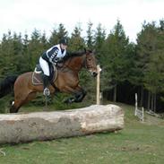 Trakehner La Vie Lion R.I.P