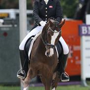 Hollandsk Sportspony Armando - SOLGT!