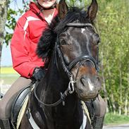 Welsh Partbred (Sec F) Viktor - Solgt :'(