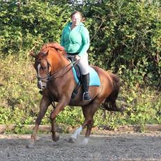 Dansk Varmblod Casandro