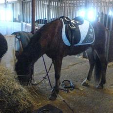 New Forest Tanholt Lukas *Halvpart*