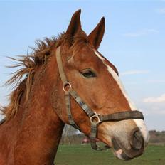 Frederiksborg Fraxinus