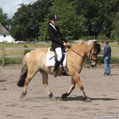 Anden særlig race Tommerups Buller SOLGT