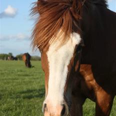 Welsh Pony (sec B) O'malley - Gamle hest