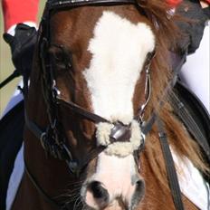 Welsh Pony (sec B) O'malley - Gamle hest