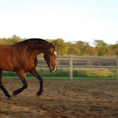 Fuldblod (XX) Min Moonlight Magic :)