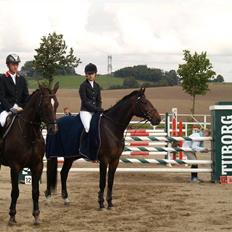 Dansk Varmblod Highway - solgt