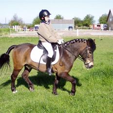 Anden særlig race Lukas