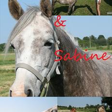 Anden særlig race Pepsi (solgt)