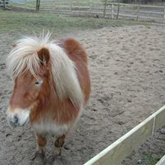 Shetlænder Peribell solgt