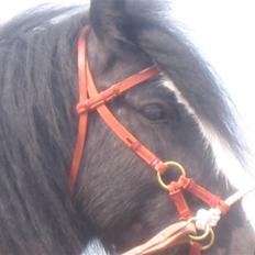 Irish Cob Zafir