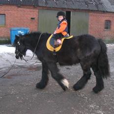 Irish Cob Zafir