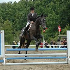 Dansk Varmblod Waikiki-Vitz