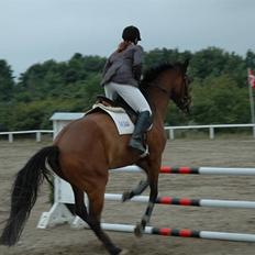 Dansk Varmblod Lea