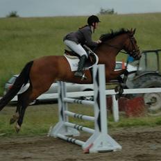 Dansk Varmblod Lea