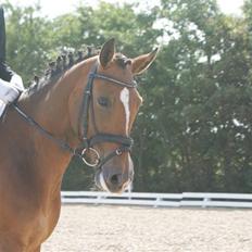 New Forest Odessa ( solgt)