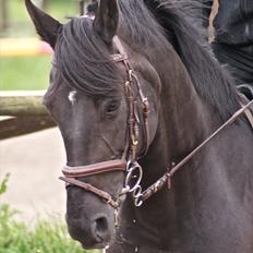 Dansk Varmblod Virkelysts Benja (søster)