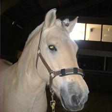 Fjordhest Karlsmindes Amadeus Håkon R.I.P