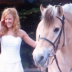 Fjordhest Karlsmindes Amadeus Håkon R.I.P