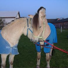 Fjordhest Karlsmindes Amadeus Håkon R.I.P