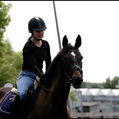 Hollandsk Varmblod Wild Rose - Solgt