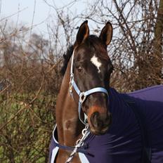 Hollandsk Varmblod Wild Rose - Solgt