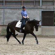 Hollandsk Varmblod Wild Rose - Solgt