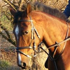 Anden særlig race Valdiné Z