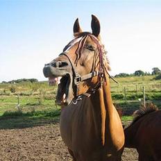 Fuldblod (XX) † Belville (DEN) † RIP