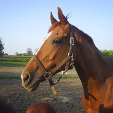 Fuldblod (XX) † Belville (DEN) † RIP