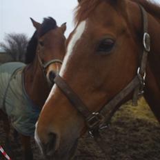 Fuldblod (XX) † Belville (DEN) † RIP