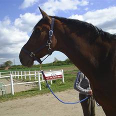 Dansk Varmblod † Chablis †