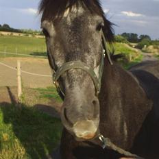 Anden særlig race Reddy Teddy