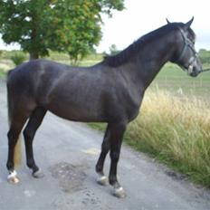 Anden særlig race Reddy Teddy