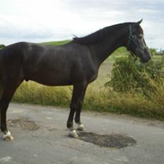 Anden særlig race Reddy Teddy