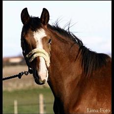 Dansk Varmblod Bailey Dé Light