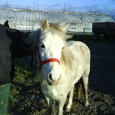 Anden særlig race tommelise aflivet d 25.8.
