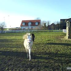 Anden særlig race tommelise aflivet d 25.8.