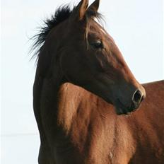 Pinto Sweet Monique -solgt