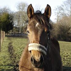 Pinto Sweet Monique -solgt