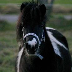 Shetlænder | Musse 